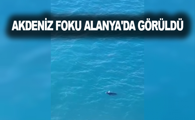 Akdeniz Foku Alanya'da görüldü