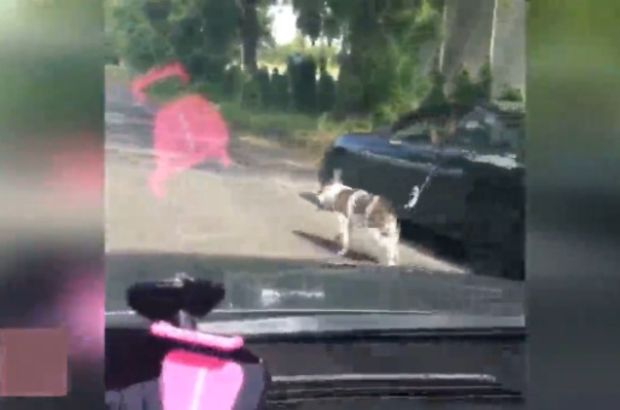 Köpeğini arabasına bağlayıp sokak sokak gezdirdi
