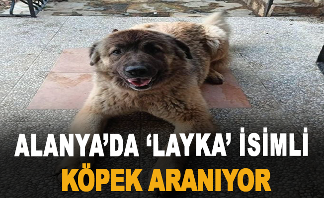 Alanya’da ‘Layka’ İsimli Köpek Aranıyor