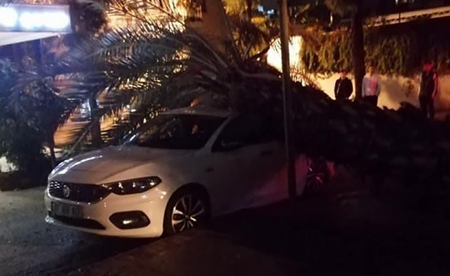 Alanya’da park halindeki aracın üzerine ağaç devrildi