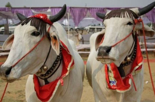 Hindistan'ın en güzel sığırları seçildi