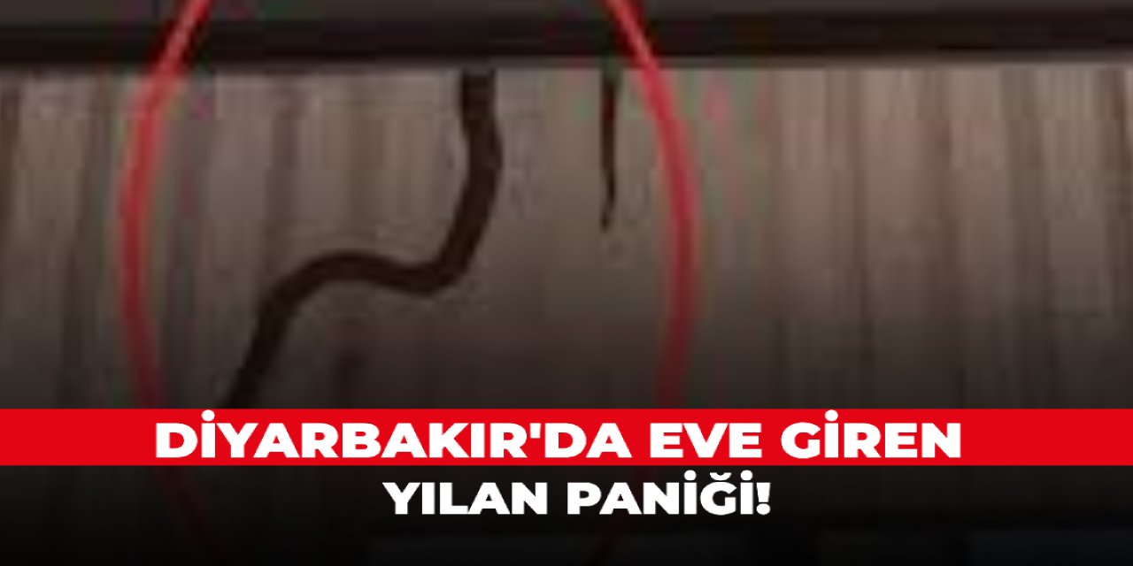 Diyarbakır'da eve giren yılan paniği!