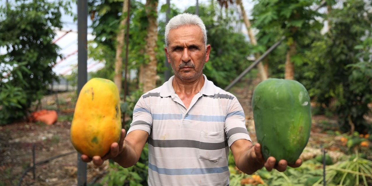 Alanya'da tropikal meyve üretiminde yeni bir yükseliş: Papaya