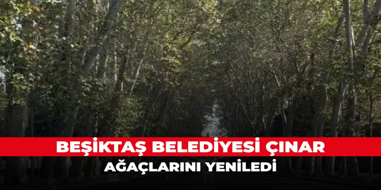 Beşiktaş Belediyesi Çınar ağaçlarını yeniledi