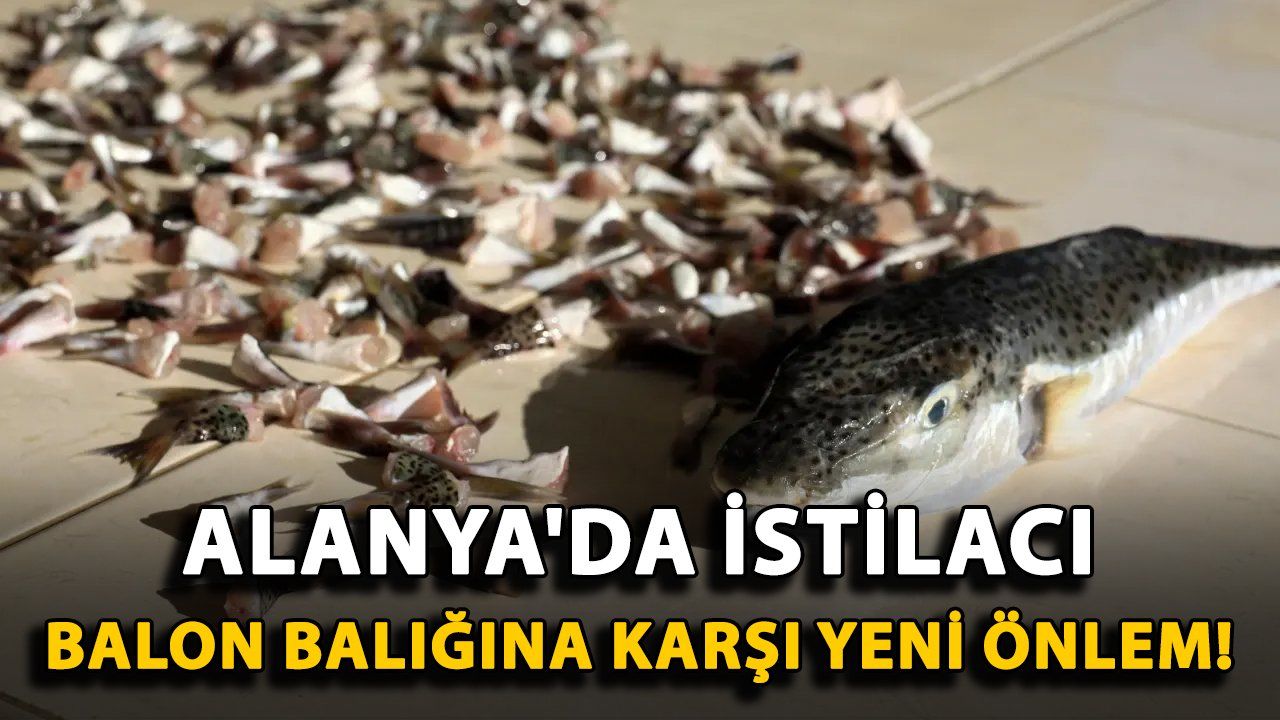 Alanya'da İstilacı Balon Balığı Tehdidi İçin Yeni Önlemler Alındı