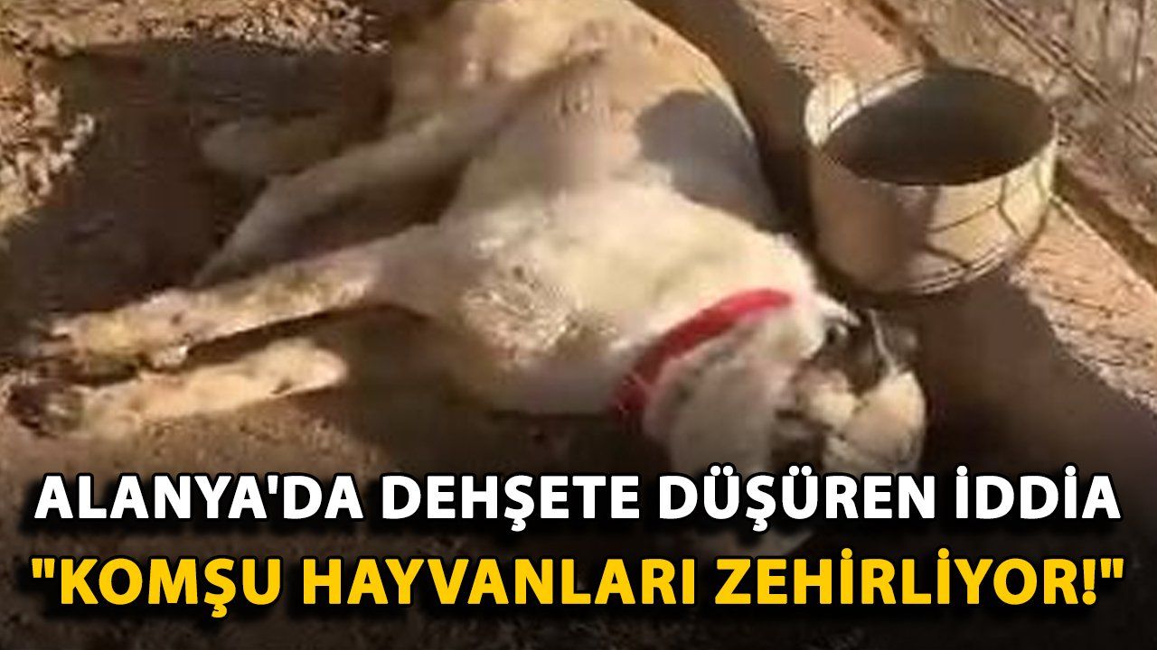 Alanya'da Hayvanlara Zehirli İddia: Vatandaşlar Komşusunu Hayvanları Zehirlemekle Suçluyor