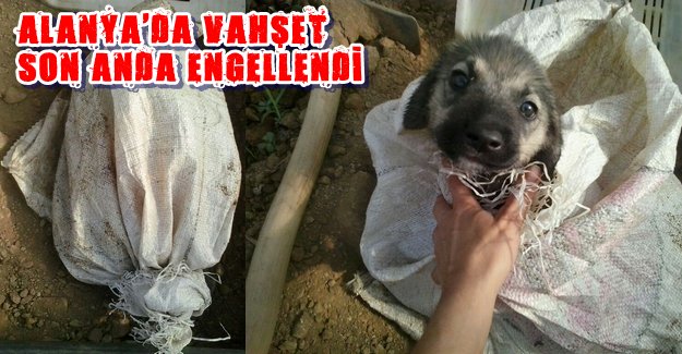 Alanya'da Köpeği Diri Diri Toprağa Gömdüler