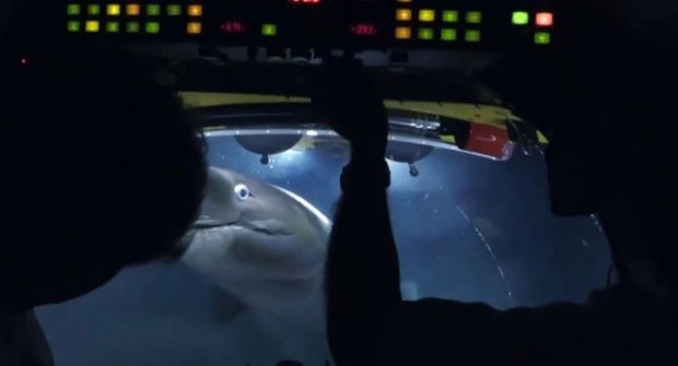 BBC Ekibi, Köpekbalığı Saldırısına Uğradı