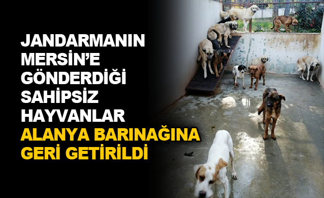 Jandarmanın Mersin'e gönderdiği sahipsiz hayvanlar Alanya barınağına geri getirildi