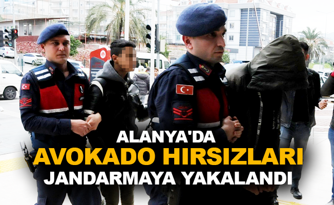 Alanya'da avokado hırsızları Jandarmaya yakalandı