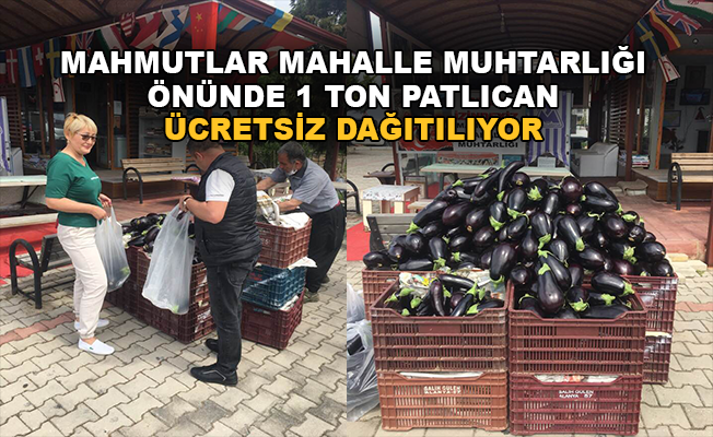 Mahmutlar'da patlıcan ücretsiz dağıtılıyor