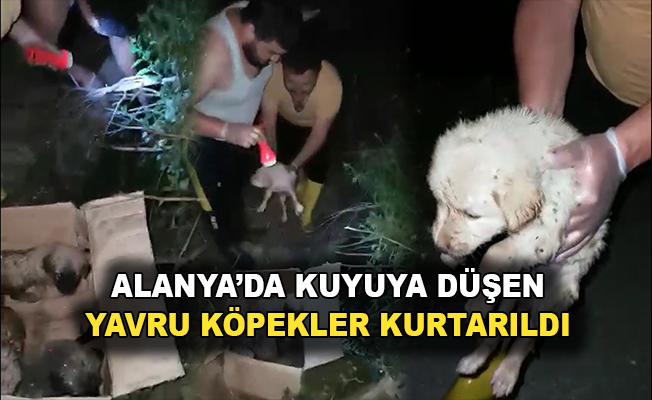 Alanya'da kuyuya düşen yavru köpekler kurtarıldı