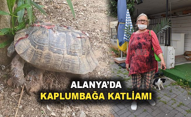 Alanya'da kaplumbağa katliamı