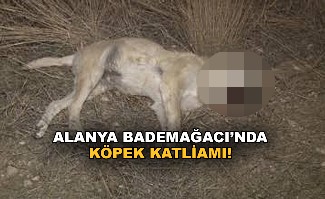 Alanya Bademağacı'nda Köpek katliamı