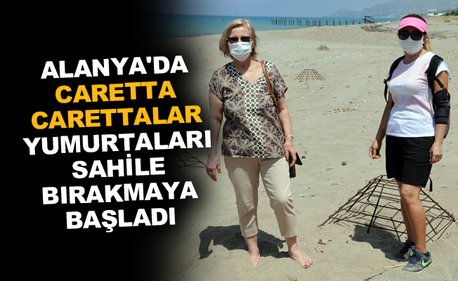 Alanya'da Caretta Carettalar yumurtaları sahile bırakmaya başladı