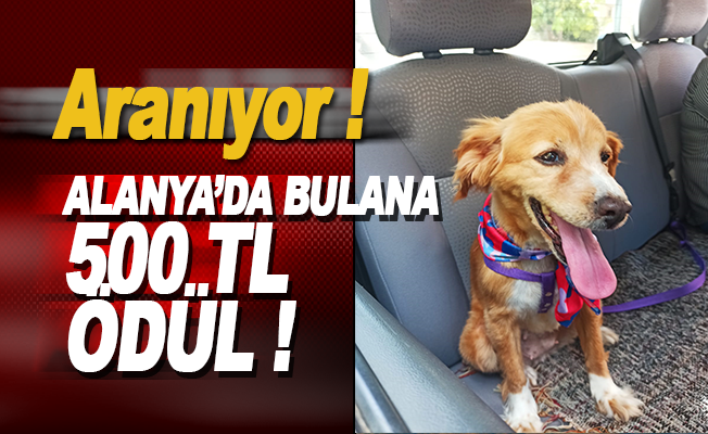 Alanya'da kayıp köpek Liza'yı bulana 500 TL ödül!